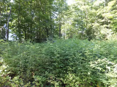 7.5 Acres Haliburton with Financing $737 per month, View more