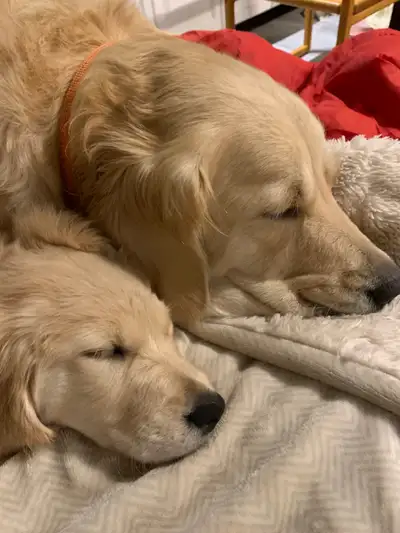 Golden Retriever Puppies for sale, View more