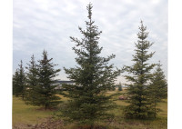 8-10 foot white spruce for sale