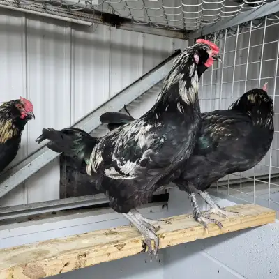 Coqs Easter Egger Exquis! (Maran x croisé Ameracauna croisé). Aussi cream legbar, orpington lavende,...