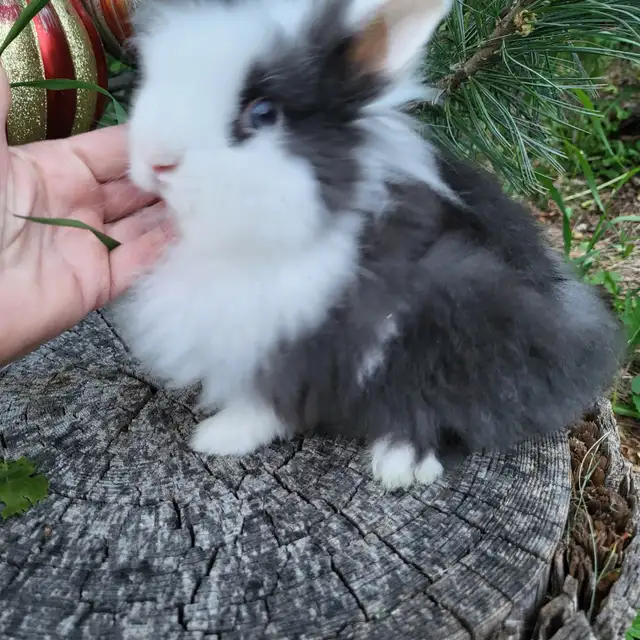 EXTRAORDINARY NETHERLAND DWARF,  HOLLAND LOP, LIONHEAD, MINI REX in Small Animals for Rehoming in City of Toronto - Image 4