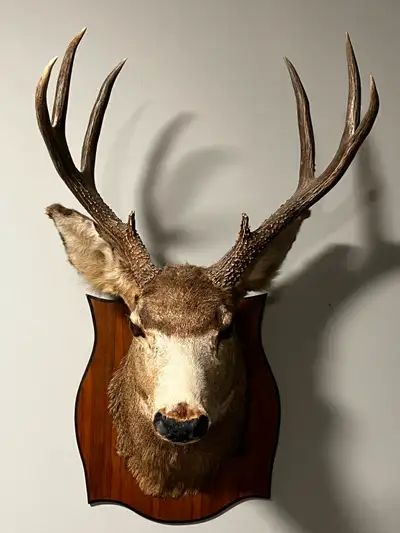 Deer mount, View more