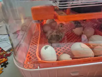 4 baby chickens, View more