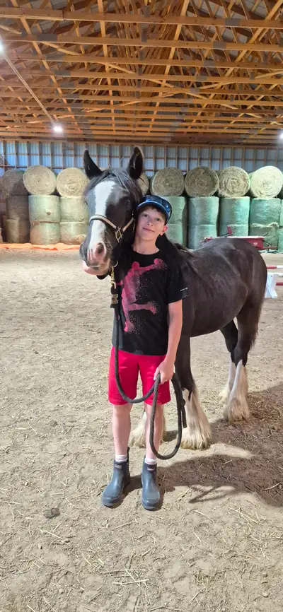 Twin Bridges Darvin 9 months old Gypsy Vanner Gelding, View more