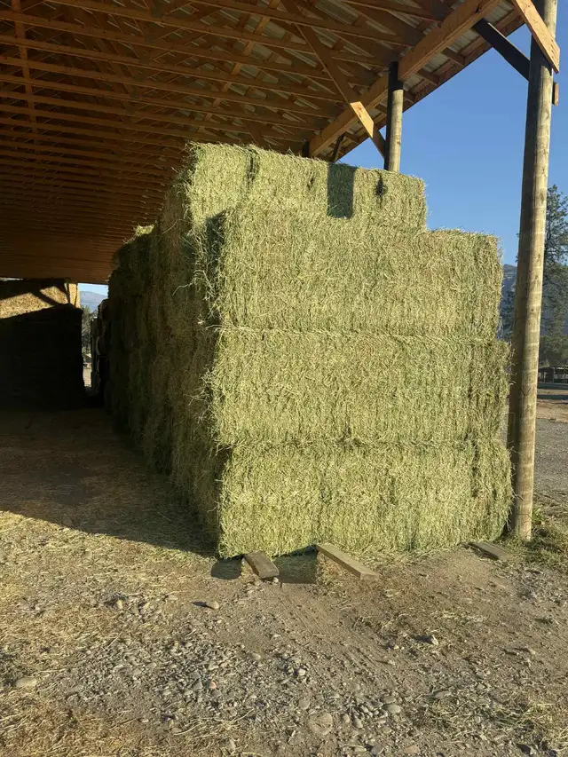 Timothy / Alfalfa /mix hay in Livestock in Penticton - Image 8