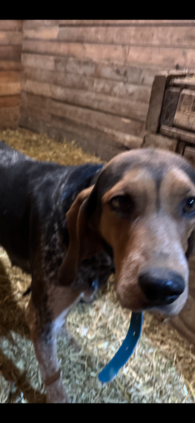 Coon Hounds for sale, View more