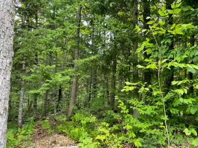 Beautiful 2 Acres-Haliburton Seller Financing $490/mth, View more