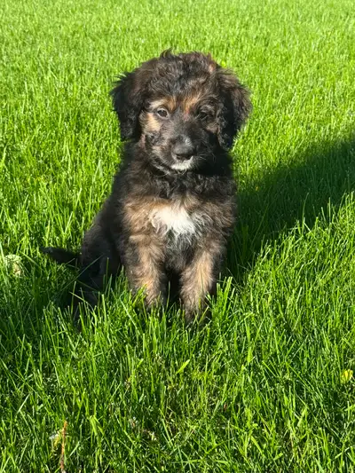 Adorable puppies only 5 females left., View more