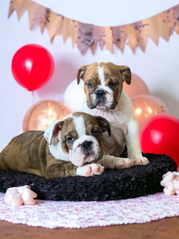 Puppie  English  bulldog CKC reg ofa  CHAMPION READY TO GO NOW in Dogs & Puppies for Rehoming in Cornwall - Image 2
