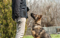 Dog Training - We train all types of Dogs - Elite Training