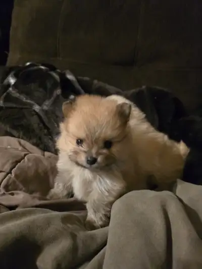 Pomeranian Puppies, View more