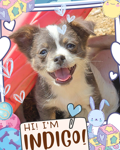 ❤️ Meet Indigo! ❤️ Happy Chihuahua Mix Puppy Raised with Love, View more