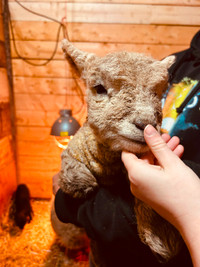 Baby Lambs  “Miniature Sheep”