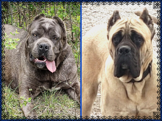 WORLD CLASS CANE CORSO PUPPIES in Dogs & Puppies for Rehoming in Vancouver - Image 8
