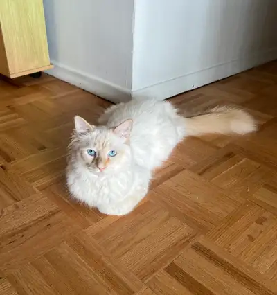 Casper is a 1 year old maine coon ragdoll mixed breed cat. The main coon parent was orange, and the...