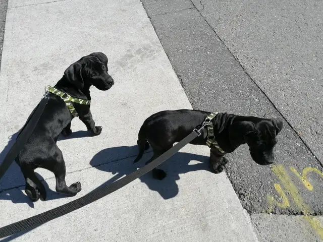1000$ Tiger striped Presa Canario x Cane Corso in Dogs & Puppies for Rehoming in Oshawa / Durham Region - Image 4