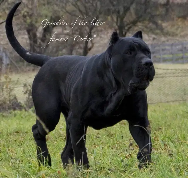 Presa Canario Puppies *Ready Now* in Dogs & Puppies for Rehoming in City of Toronto - Image 16