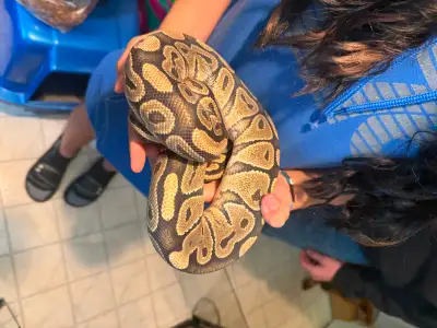 Selling 2 ball pythons one female one male