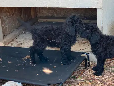 Saintberdoodles - 4 left!, View more