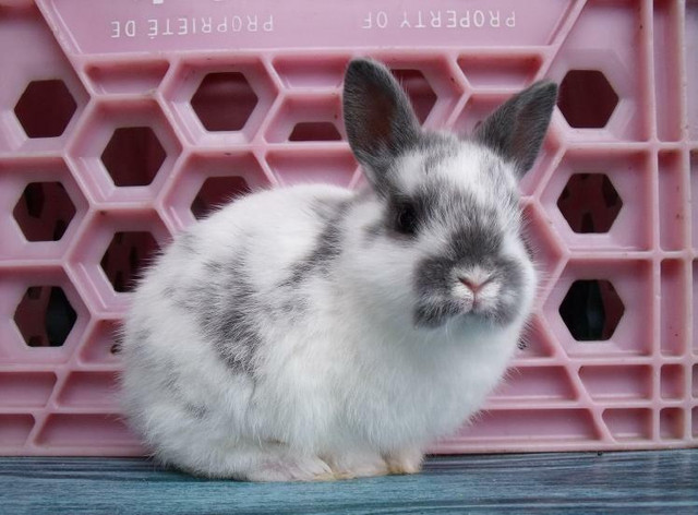 Bébés lapins & lapines Nain Polonais dans Petits animaux à adopter  à Laurentides - Image 3