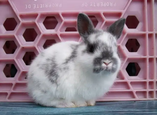 Bébés lapins & lapines Nain Polonais in Small Animals for Rehoming in Laurentides - Image 4