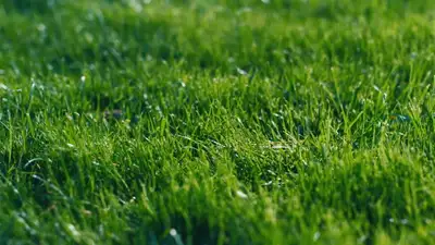 Need a fresh, well-maintained yard? Look no further! I offer professional grass cutting, trimming, a...