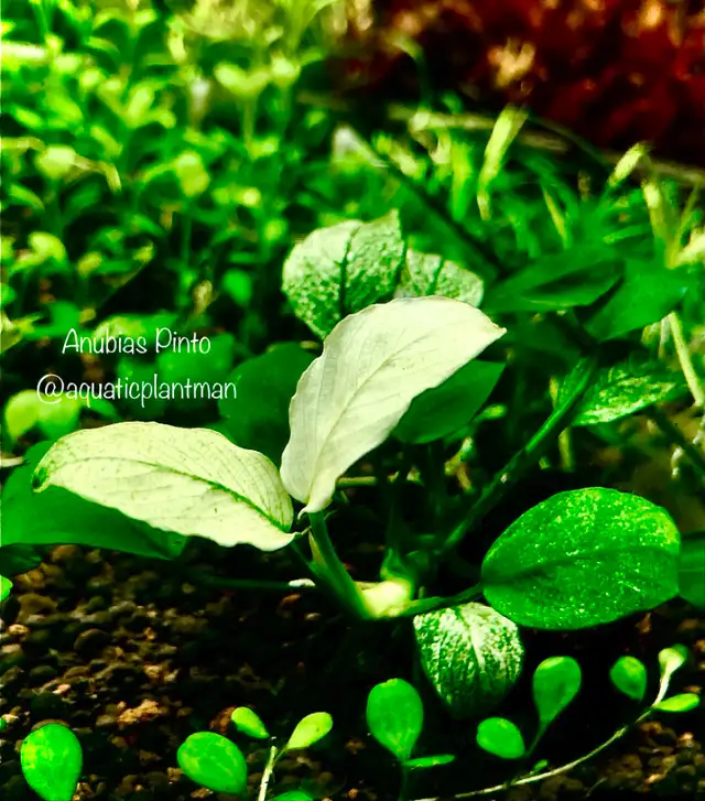Aquarium aquatic plants "LOCALLY GROWN" in Fish for Rehoming in Moncton - Image 3