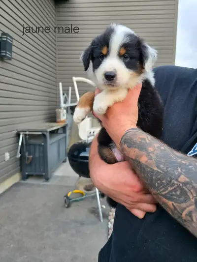Chiots Berger Australien à vendre – prêts à rejoindre leur nouvelle famille !** Adorables chiots Ber...