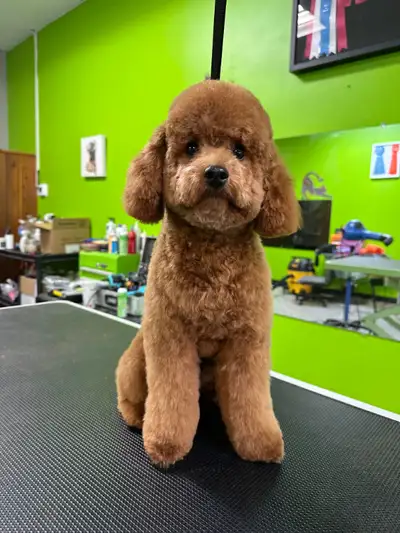 Book your dog or cat grooming !, View more