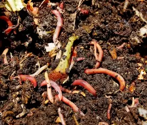 We’ve been raising Red Wiggler Worms for many years. Located at Waverley Heights area, close to the...
