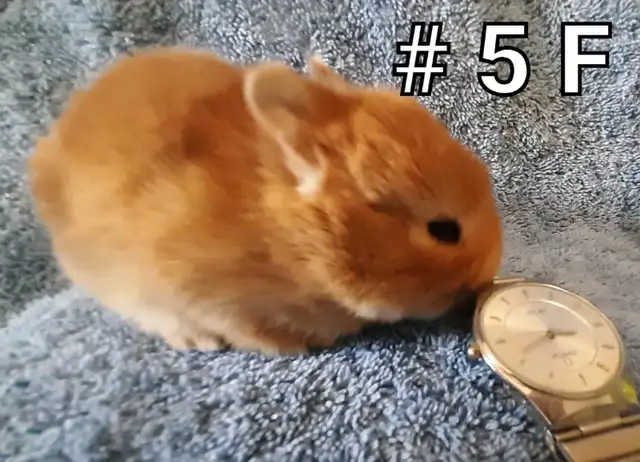 Top Featured Purebred Netherland Dwarf bunny rabbit, #Great for in Small Animals for Rehoming in Mississauga / Peel Region - Image 7