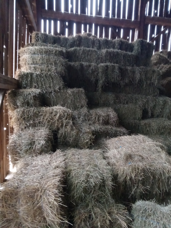 Hay for sale in Livestock in Kawartha Lakes - Image 2