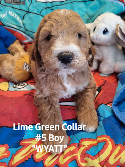 5 Adorable Mini Goldendoodle Puppies for sale