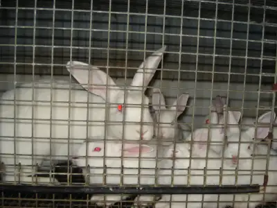 Hi my daughter has a few litters of pure New Zealand rabbits for sale there is 3 litters to choose f...