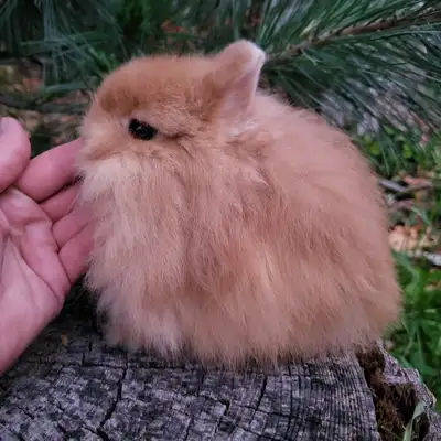EXTRAORDINARY FUZZY ORANGE NETHERLAND DWARF BABY BUNNY RABBIT, View more