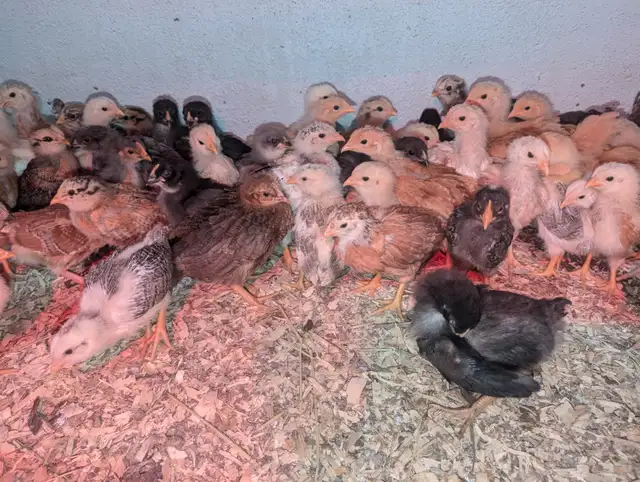 Oeufs couleurs de poule pondeuse fécondés* colored hatching eggs in Birds for Rehoming in City of Montréal - Image 8