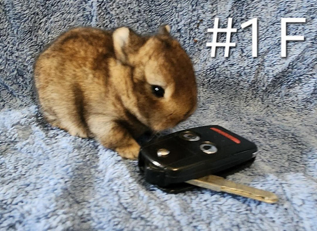Top Featured Purebred Netherland Dwarf bunny rabbit, #Great for in Small Animals for Rehoming in Oshawa / Durham Region - Image 2