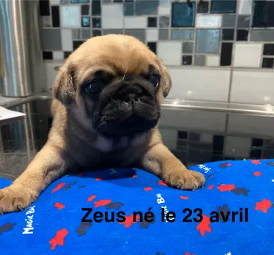 voici mes magnifiques BB Pugs, nés le 23 avril dernier Bonjour je vous présente une magnifique porté...