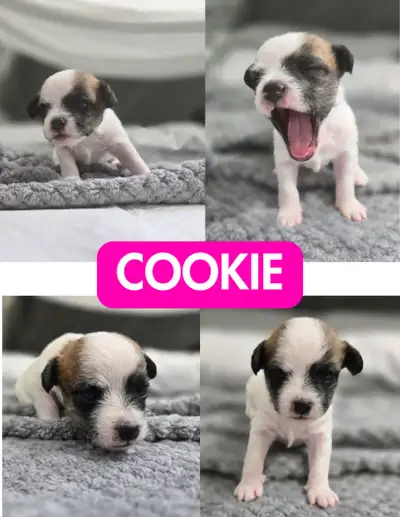 Adorable Morkie Puppies, View more