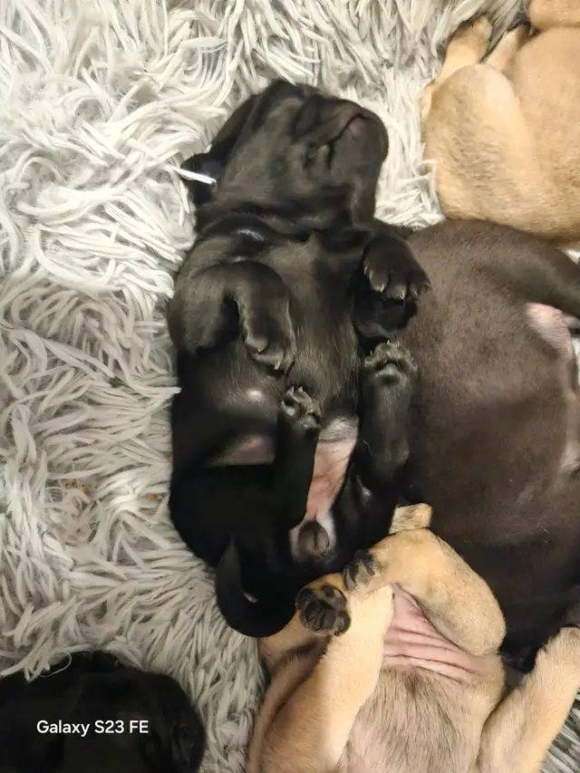 Mes petits trésor ! Pug carlin in Dogs & Puppies for Rehoming in Lanaudière - Image 16