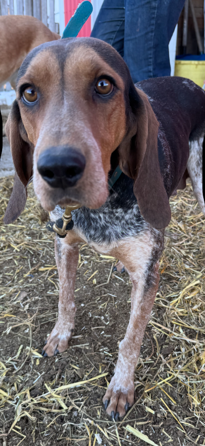 Coon Hounds for sale, View more