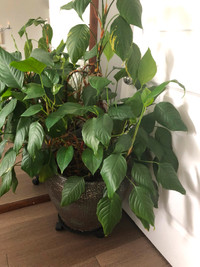 HOUSE PLANT IN A DECORATIVE POT