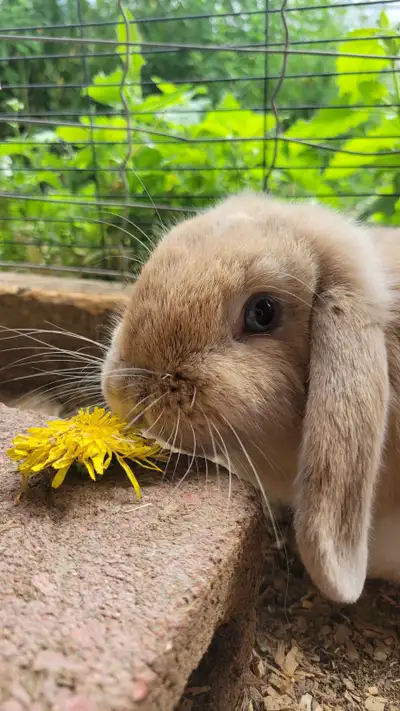 FREE Holland Lop Bunnies (x2), View more
