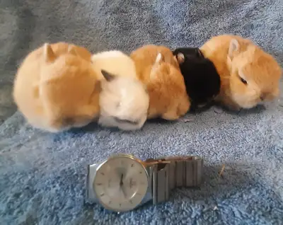 Top Featured Purebred Netherland Dwarf, Holland Lop, bunny rabbi, View more