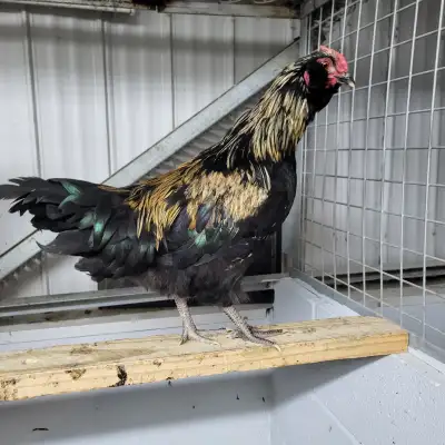 Coqs Easter Egger Exquis! (Maran x croisé Ameracauna croisé). Aussi cream legbar, orpington lavende,...