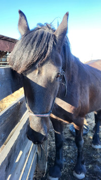 ***PENDING SALE OR TRAINING *** 75% Friesian Mare