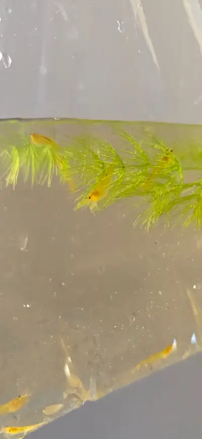 Yellow neo caridina, View more