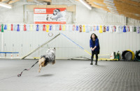 Dog Training Obedience, Agility, Private Lessons and Puppy Class