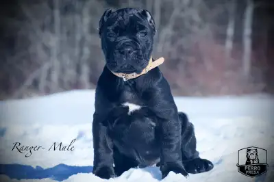 Presa Canario Puppies, View more
