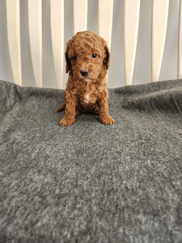 Red purebred toy/mini poodle puppies, 1 MALE left Dogs & Puppies for